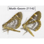 Geometridae sp. China, Yunnan, Xiangerila, S of Weixi county. 2Pcs. Moth-Geom-21142.