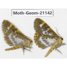 Geometridae sp. China, Yunnan, Xiangerila, S of Weixi county. 2Pcs. Moth-Geom-21142.