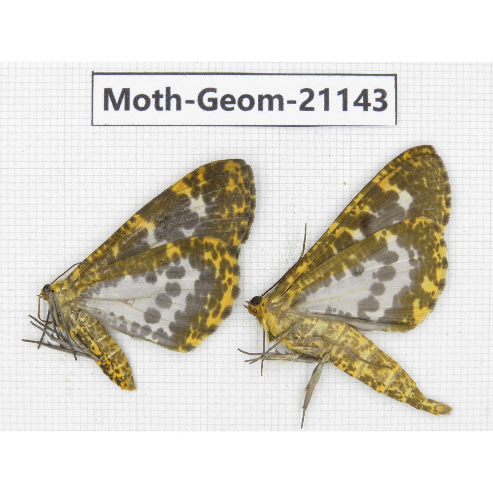 Geometridae sp. China, Yunnan, Xiangerila, S of Weixi county. 2Pcs. Moth-Geom-21143.
