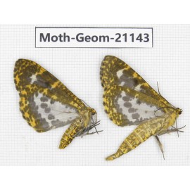 Geometridae sp. China, Yunnan, Xiangerila, S of Weixi county. 2Pcs. Moth-Geom-21143.