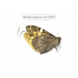 Geometridae sp. China, Yunnan, Zhaotong area, Yiliang county. 1Pcs. Moth-Geom-211703.