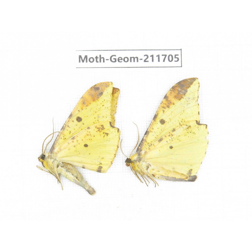 Geometridae sp. China, Yunnan, Zhaotong area, Yiliang county. 2Pcs. Moth-Geom-211705.