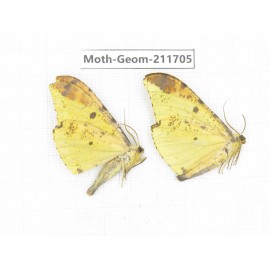 Geometridae sp. China, Yunnan, Zhaotong area, Yiliang county. 2Pcs. Moth-Geom-211705.