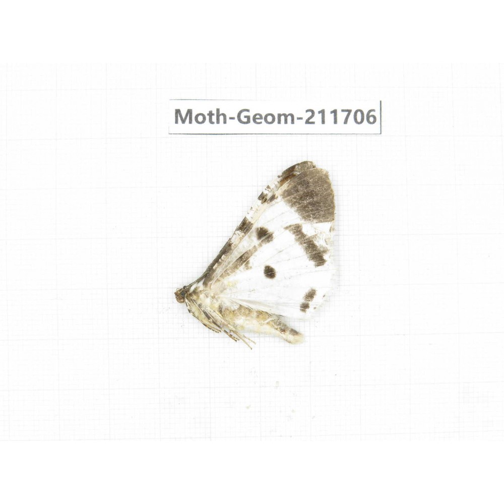 Geometridae sp. China, Yunnan, Zhaotong area, Yiliang county. 1Pcs. Moth-Geom-211706.