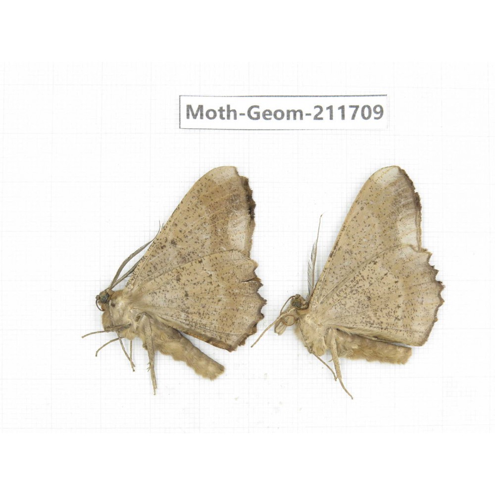 Geometridae sp. China, Yunnan, Zhaotong area, Yiliang county. 2Pcs. Moth-Geom-211709.