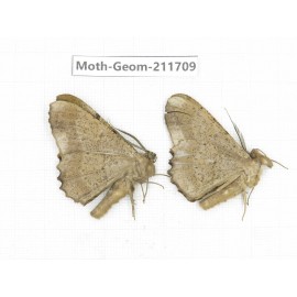Geometridae sp. China, Yunnan, Zhaotong area, Yiliang county. 2Pcs. Moth-Geom-211709.