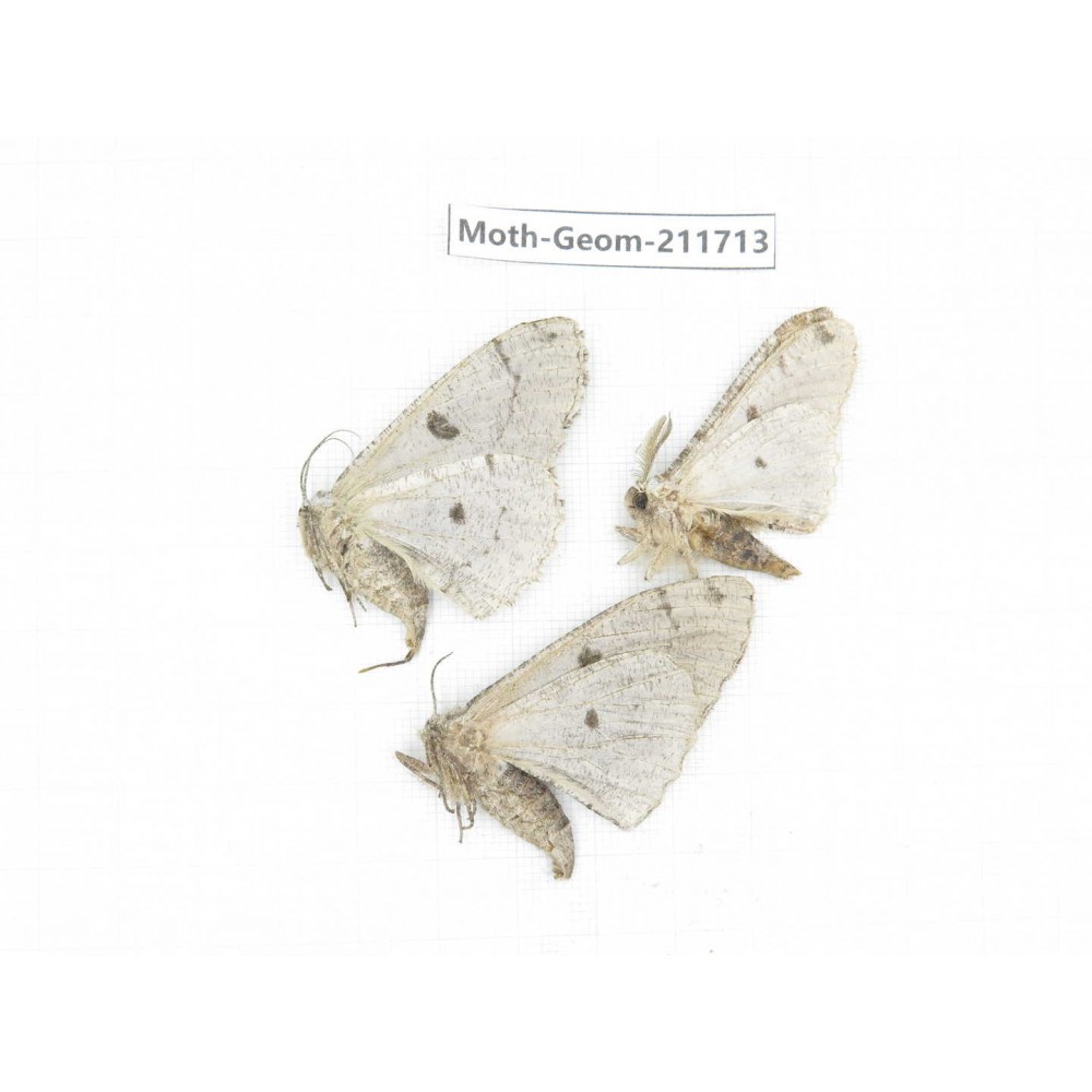 Geometridae sp. China, Yunnan, Zhaotong area, Yiliang county. 3Pcs. Moth-Geom-211713.