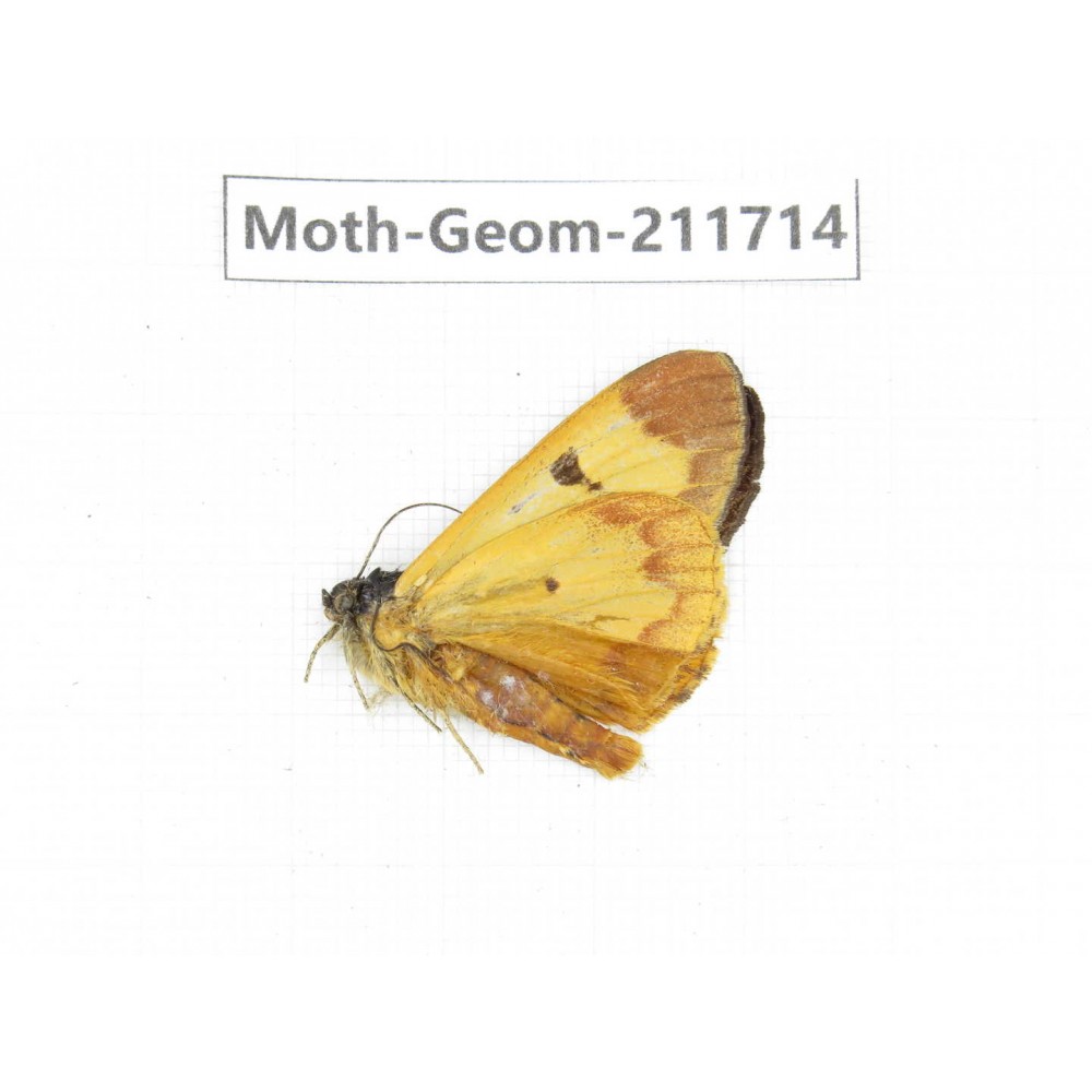 Geometridae sp. China, Yunnan, Zhaotong area, Yiliang county. 1Pcs. Moth-Geom-211714.