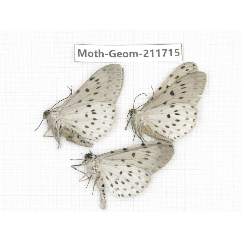 Geometridae sp. China, Yunnan, Zhaotong area, Yiliang county. 3Pcs. Moth-Geom-211715.