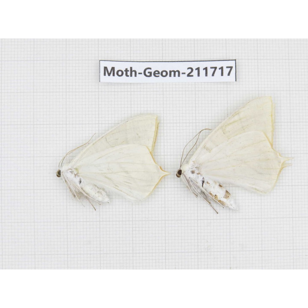 Geometridae sp. China, Yunnan, Zhaotong area, Yiliang county. 2Pcs. Moth-Geom-211717.