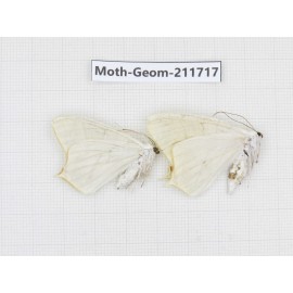 Geometridae sp. China, Yunnan, Zhaotong area, Yiliang county. 2Pcs. Moth-Geom-211717.