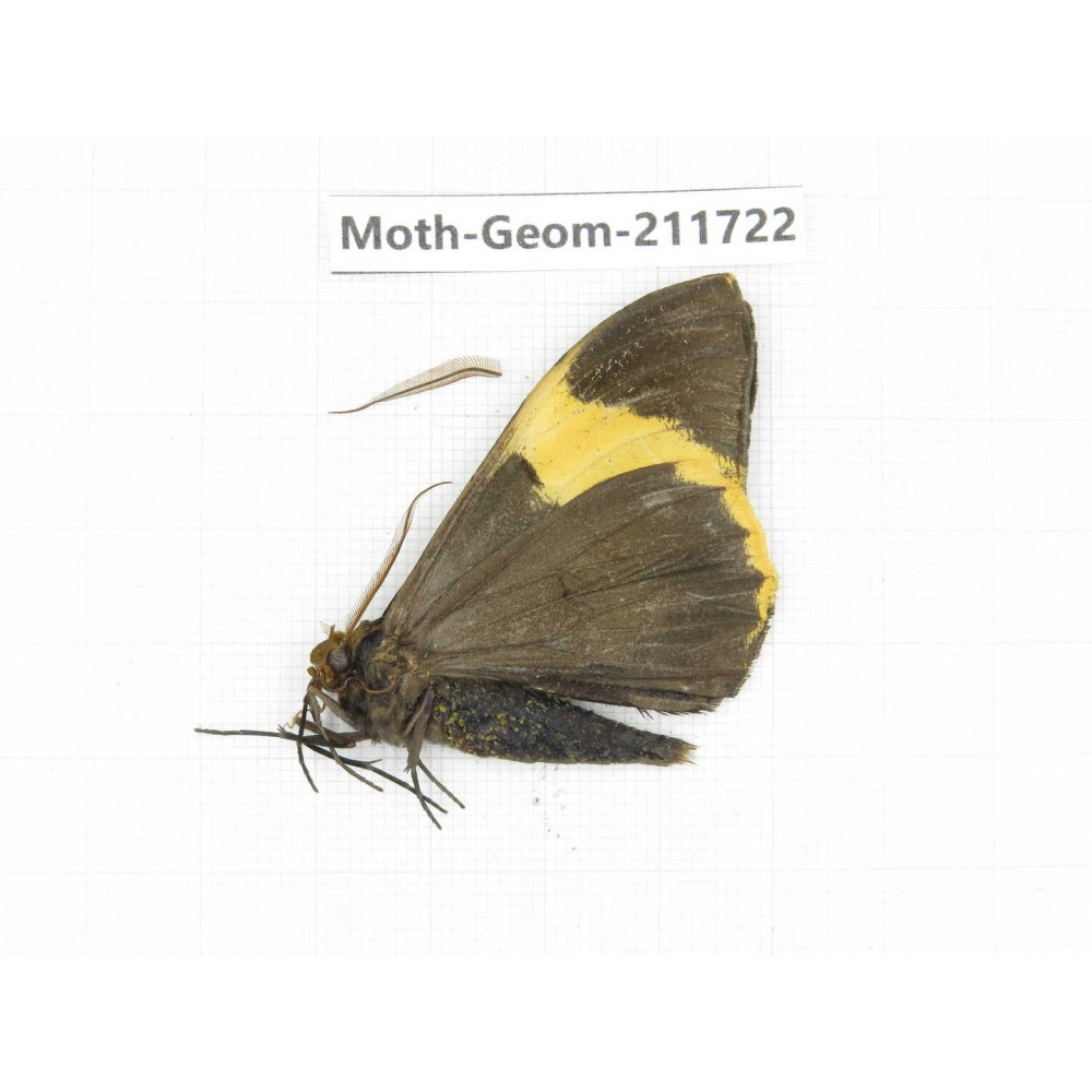 Geometridae sp. China, Yunnan, Zhaotong area, Yiliang county. 1Pcs. Moth-Geom-211722.