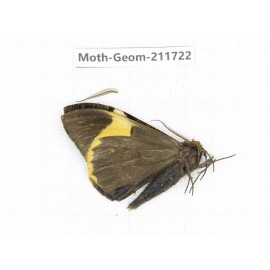 Geometridae sp. China, Yunnan, Zhaotong area, Yiliang county. 1Pcs. Moth-Geom-211722.