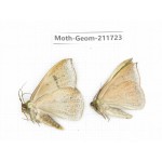 Geometridae sp. China, Yunnan, Zhaotong area, Yiliang county. 2Pcs. Moth-Geom-211723.