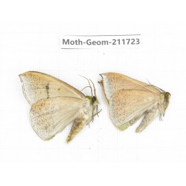 Geometridae sp. China, Yunnan, Zhaotong area, Yiliang county. 2Pcs. Moth-Geom-211723.