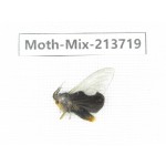 Moths sp. China, Guangxi, Chongzuo, Longzhou county. 1Pcs. Moth-Mix-213719.