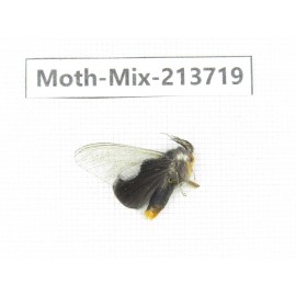 Moths sp. China, Guangxi, Chongzuo, Longzhou county. 1Pcs. Moth-Mix-213719.