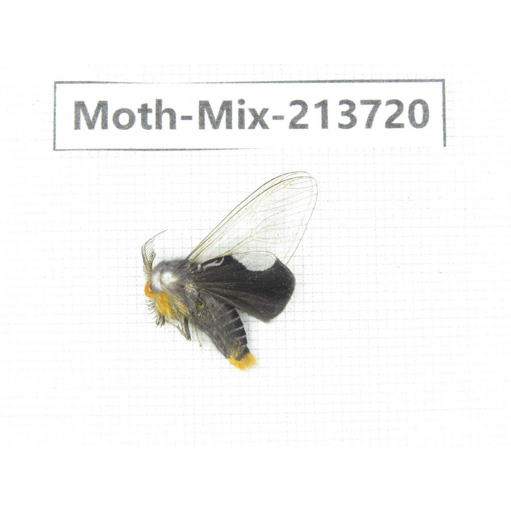 Moths sp. China, Guangxi, Chongzuo, Longzhou county. 1Pcs. Moth-Mix-213720.