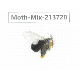 Moths sp. China, Guangxi, Chongzuo, Longzhou county. 1Pcs. Moth-Mix-213720.