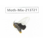 Moths sp. China, Guangxi, Chongzuo, Longzhou county. 1Pcs. Moth-Mix-213721.