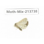 Moths sp. China, Guangxi, Chongzuo, Longzhou county. 1Pcs. Moth-Mix-213738.