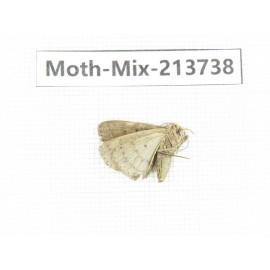 Moths sp. China, Guangxi, Chongzuo, Longzhou county. 1Pcs. Moth-Mix-213738.