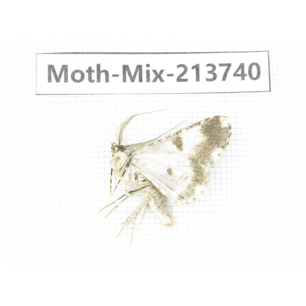 Moths sp. China, Guangxi, Chongzuo, Longzhou county. 1Pcs. Moth-Mix-213740.