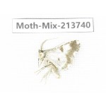 Moths sp. China, Guangxi, Chongzuo, Longzhou county. 1Pcs. Moth-Mix-213740.