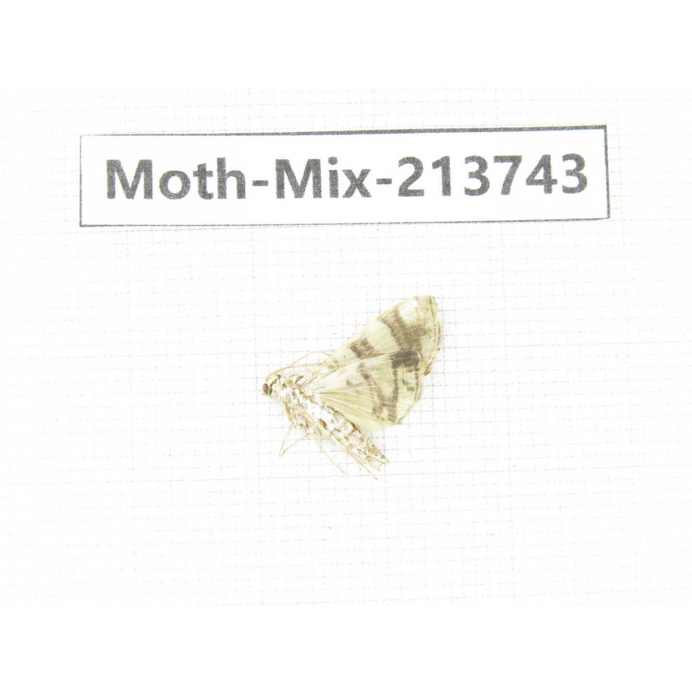 Moths sp. China, Guangxi, Chongzuo, Longzhou county. 1Pcs. Moth-Mix-213743.