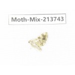 Moths sp. China, Guangxi, Chongzuo, Longzhou county. 1Pcs. Moth-Mix-213743.