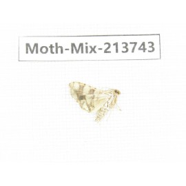 Moths sp. China, Guangxi, Chongzuo, Longzhou county. 1Pcs. Moth-Mix-213743.