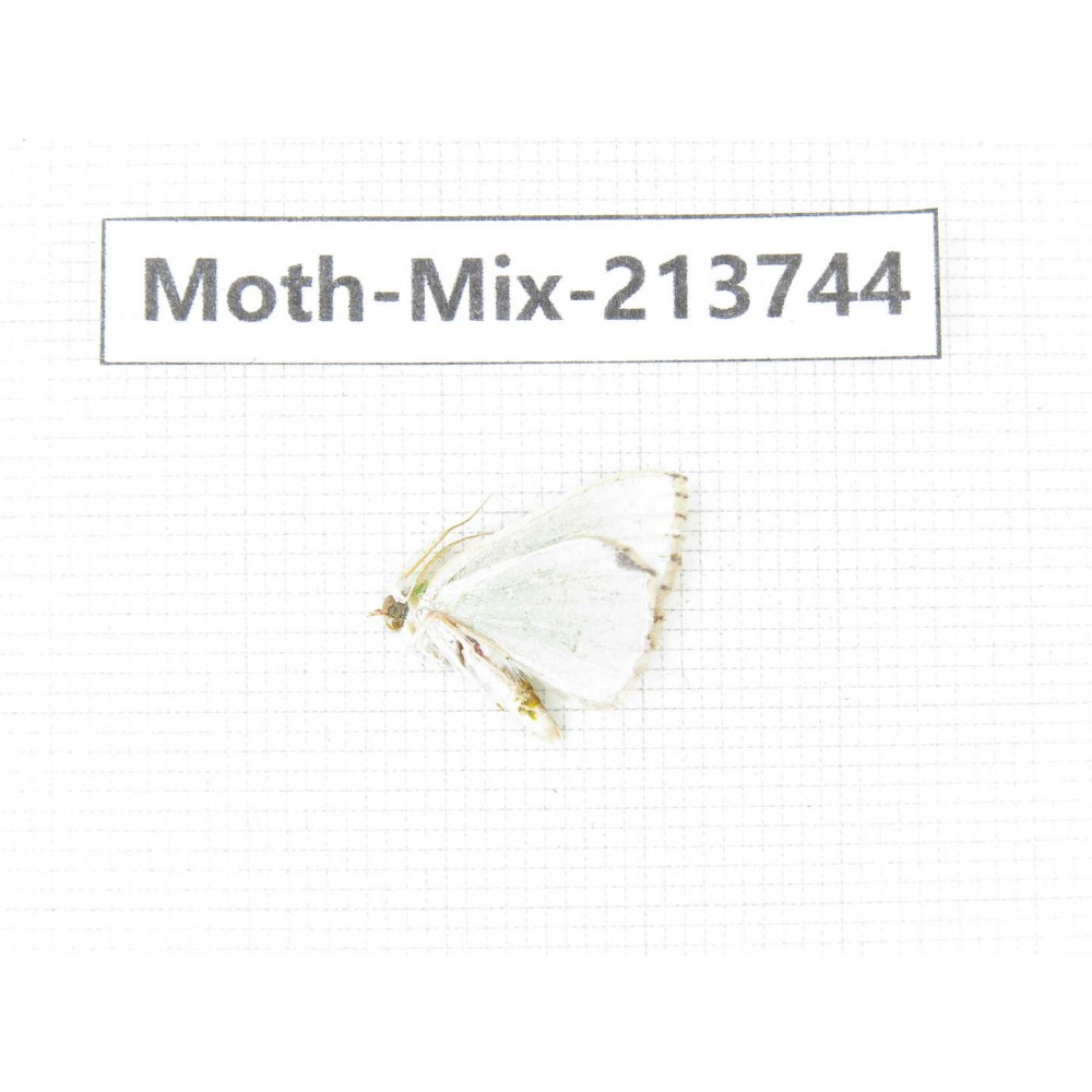 Moths sp. China, Guangxi, Chongzuo, Longzhou county. 1Pcs. Moth-Mix-213744.