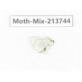Moths sp. China, Guangxi, Chongzuo, Longzhou county. 1Pcs. Moth-Mix-213744.