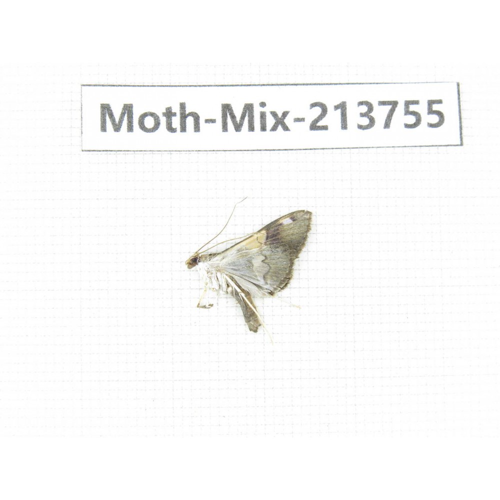 Moths sp. China, Guangxi, Chongzuo, Longzhou county. 1Pcs. Moth-Mix-213755.