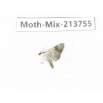 Moths sp. China, Guangxi, Chongzuo, Longzhou county. 1Pcs. Moth-Mix-213755.