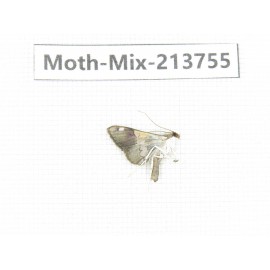Moths sp. China, Guangxi, Chongzuo, Longzhou county. 1Pcs. Moth-Mix-213755.