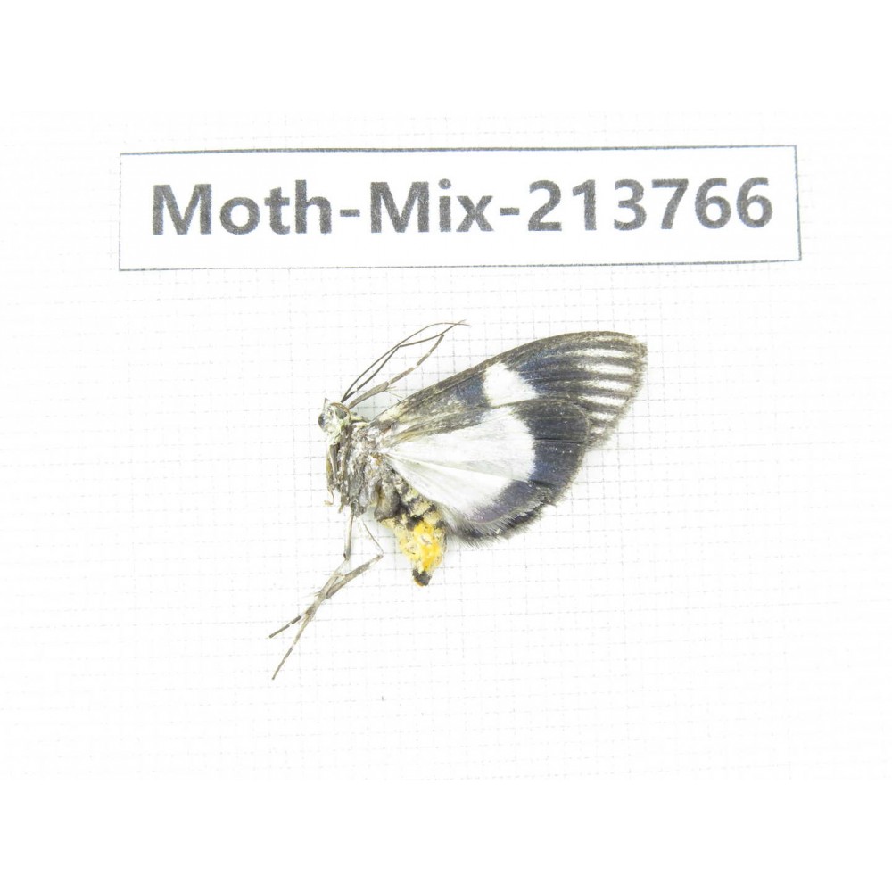 Moths sp. China, Guangxi, Chongzuo, Longzhou county. 1Pcs. Moth-Mix-213766.
