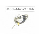 Moths sp. China, Guangxi, Chongzuo, Longzhou county. 1Pcs. Moth-Mix-213766.