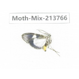 Moths sp. China, Guangxi, Chongzuo, Longzhou county. 1Pcs. Moth-Mix-213766.