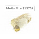 Moths sp. China, Guangxi, Chongzuo, Longzhou county. 1Pcs. Moth-Mix-213767.