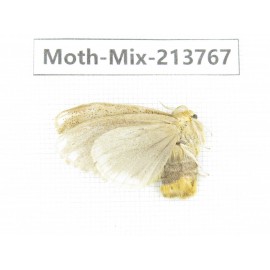 Moths sp. China, Guangxi, Chongzuo, Longzhou county. 1Pcs. Moth-Mix-213767.