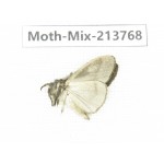 Moths sp. China, Guangxi, Chongzuo, Longzhou county. 1Pcs. Moth-Mix-213768.