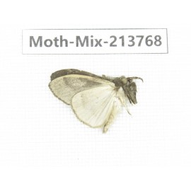 Moths sp. China, Guangxi, Chongzuo, Longzhou county. 1Pcs. Moth-Mix-213768.