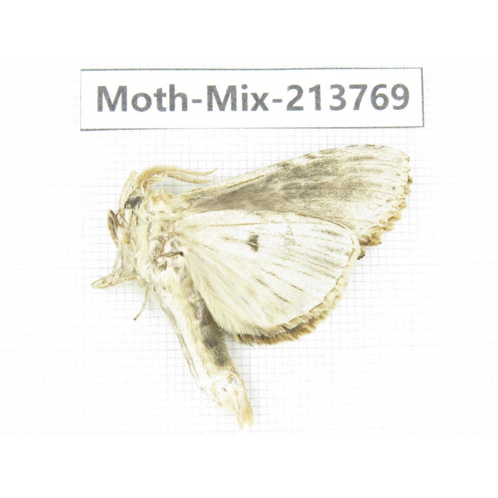 Moths sp. China, Guangxi, Chongzuo, Longzhou county. 1Pcs. Moth-Mix-213769.