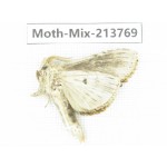 Moths sp. China, Guangxi, Chongzuo, Longzhou county. 1Pcs. Moth-Mix-213769.