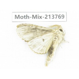 Moths sp. China, Guangxi, Chongzuo, Longzhou county. 1Pcs. Moth-Mix-213769.