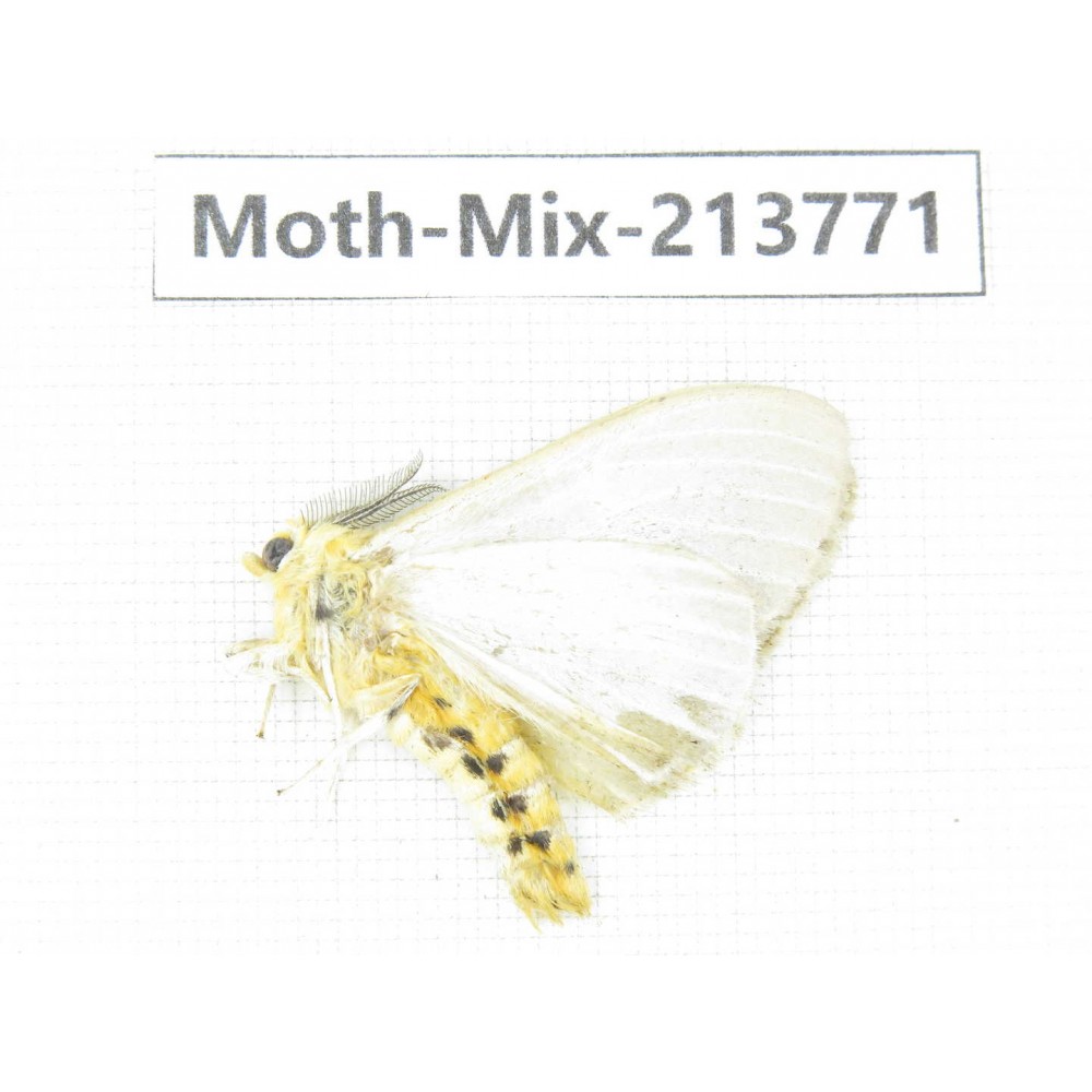 Moths sp. China, Guangxi, Chongzuo, Longzhou county. 1Pcs. Moth-Mix-213771.