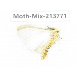 Moths sp. China, Guangxi, Chongzuo, Longzhou county. 1Pcs. Moth-Mix-213771.