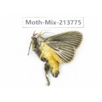 Moths sp. China, Guangxi, Chongzuo, Longzhou county. 1Pcs. Moth-Mix-213775.