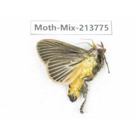 Moths sp. China, Guangxi, Chongzuo, Longzhou county. 1Pcs. Moth-Mix-213775.